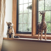 Koty lubią okna drewniane